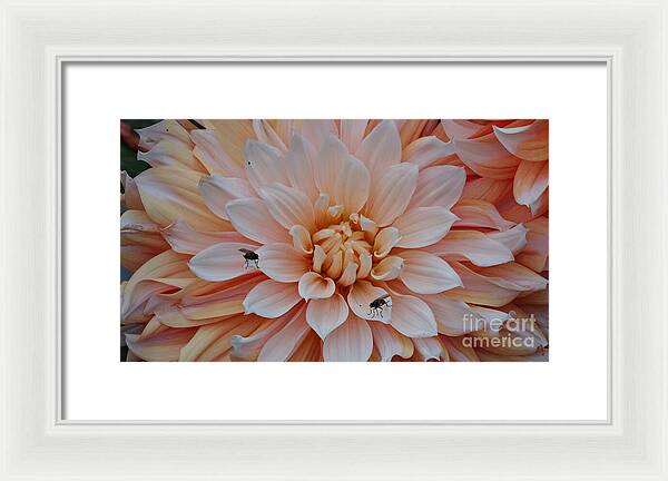 Dahlia Flies - Framed Print