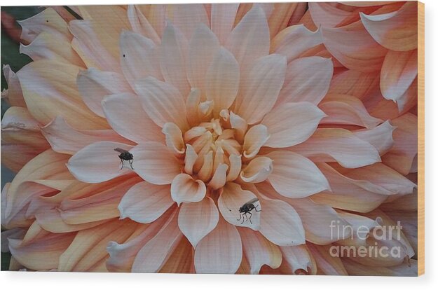 Dahlia Flies - Wood Print
