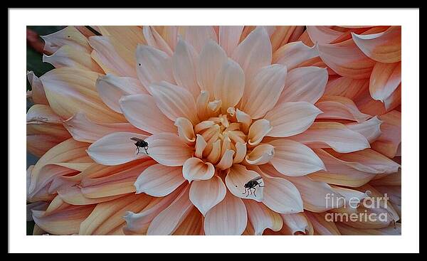Dahlia Flies - Framed Print