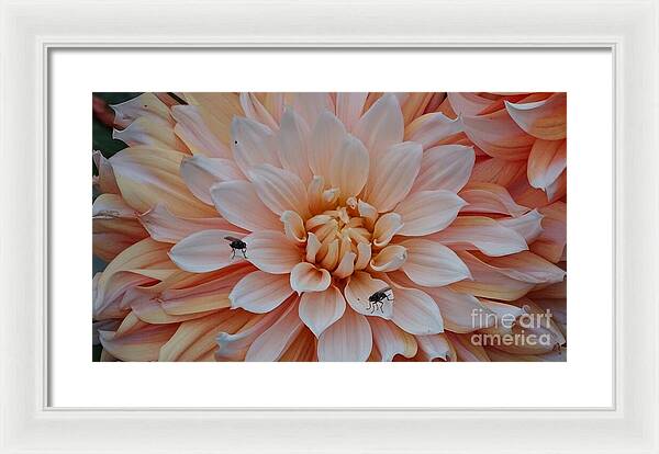 Dahlia Flies - Framed Print