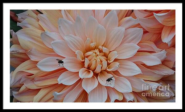 Dahlia Flies - Framed Print