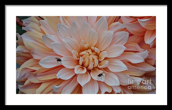 Dahlia Flies - Framed Print