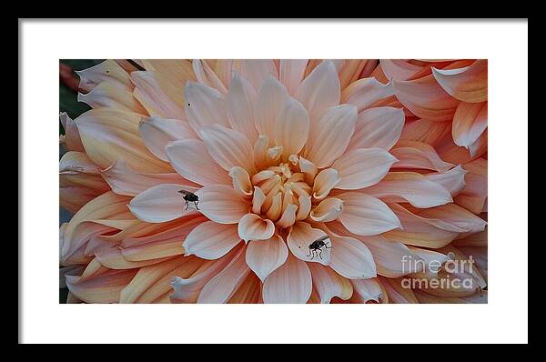Dahlia Flies - Framed Print