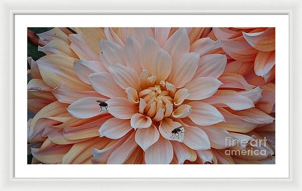 Dahlia Flies - Framed Print