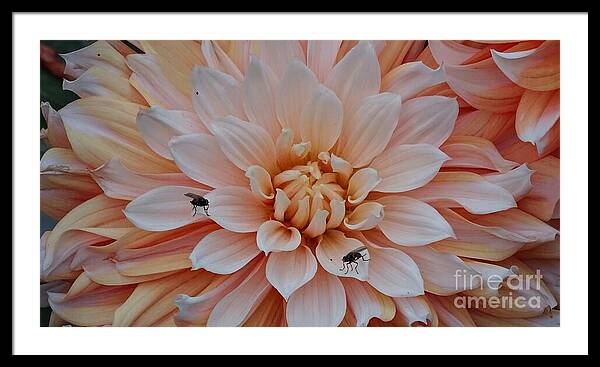 Dahlia Flies - Framed Print
