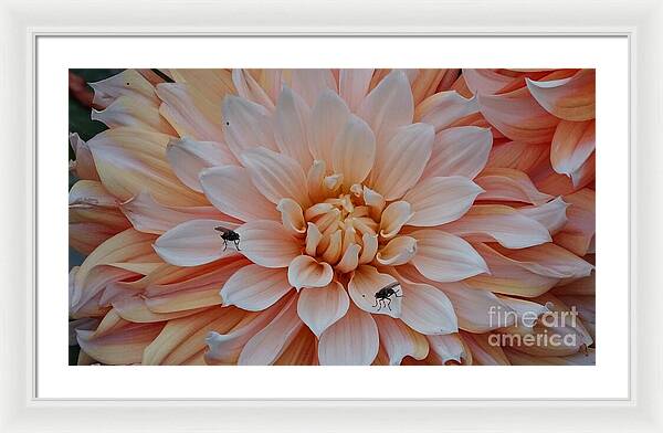 Dahlia Flies - Framed Print