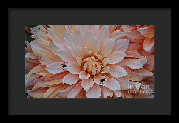 Dahlia Flies - Framed Print
