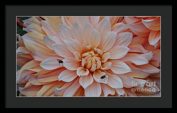 Dahlia Flies - Framed Print
