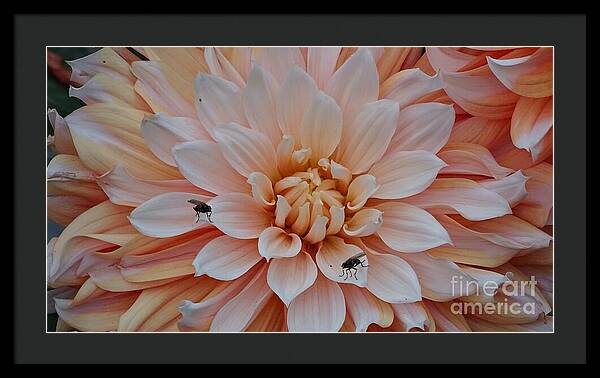 Dahlia Flies - Framed Print