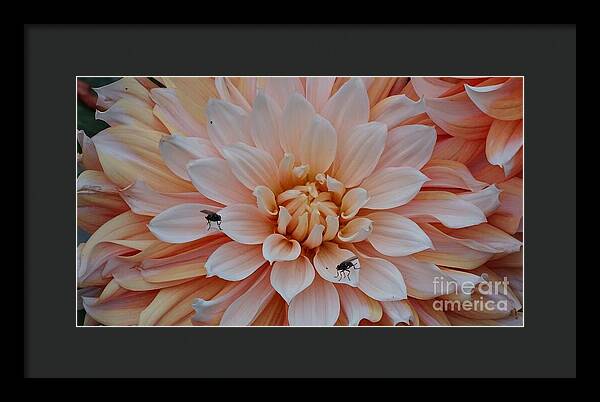 Dahlia Flies - Framed Print