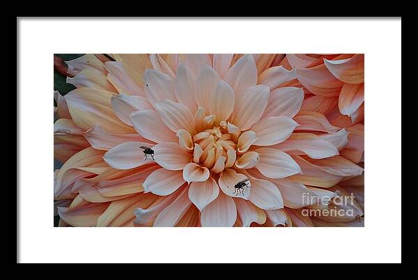 Dahlia Flies - Framed Print
