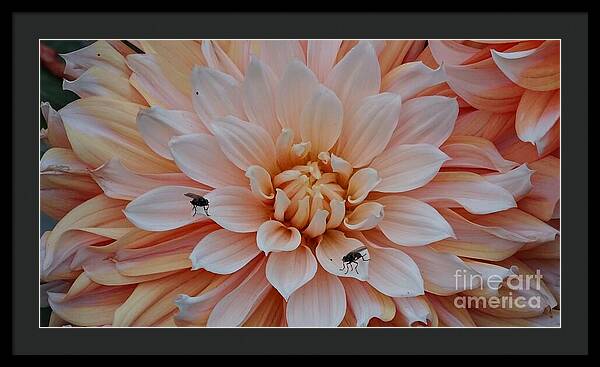 Dahlia Flies - Framed Print
