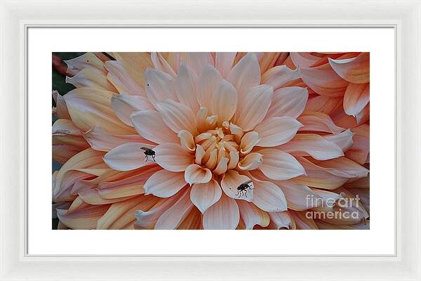 Dahlia Flies - Framed Print