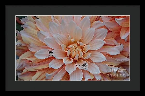 Dahlia Flies - Framed Print