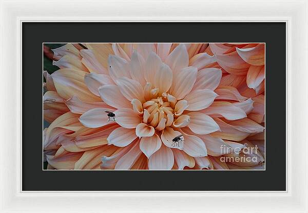 Dahlia Flies - Framed Print