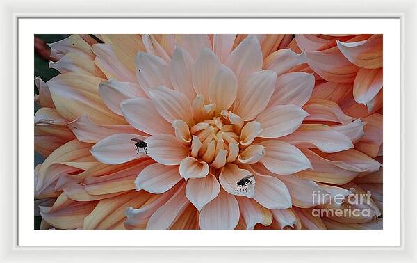 Dahlia Flies - Framed Print