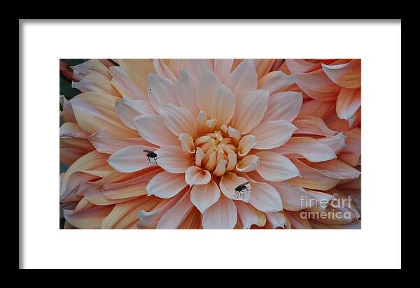 Dahlia Flies - Framed Print