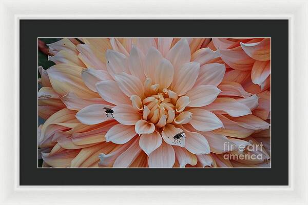 Dahlia Flies - Framed Print
