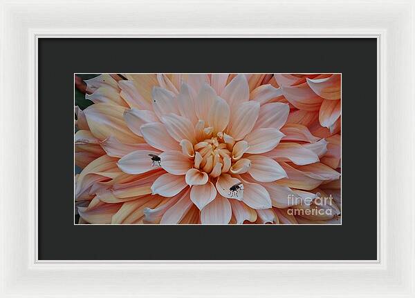 Dahlia Flies - Framed Print