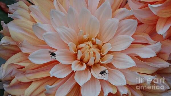 Dahlia Flies - Art Print
