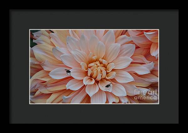 Dahlia Flies - Framed Print