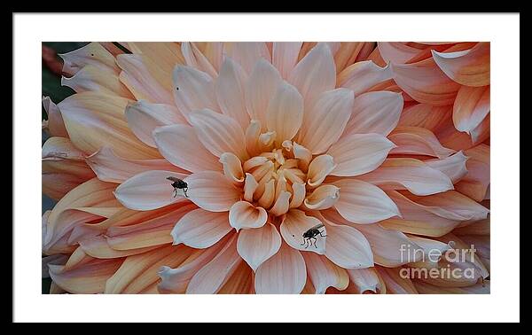 Dahlia Flies - Framed Print
