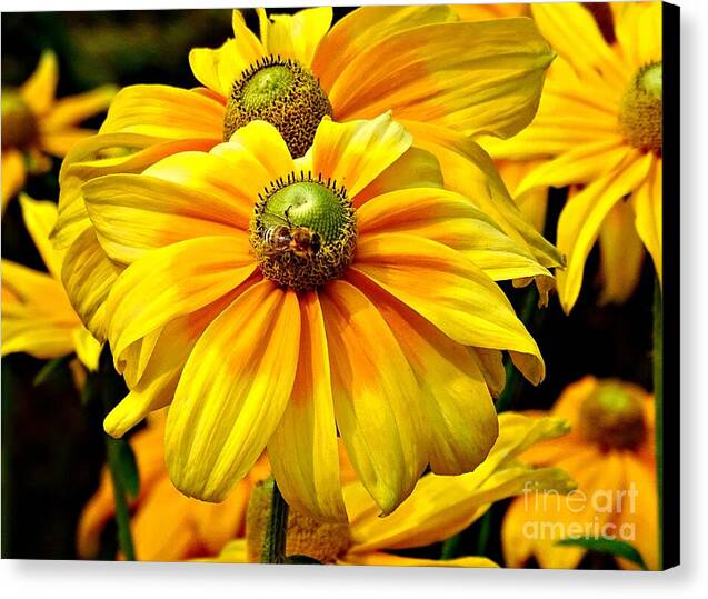 Daisy Bee - Canvas Print