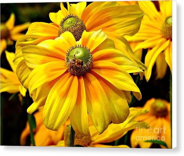 Daisy Bee - Canvas Print