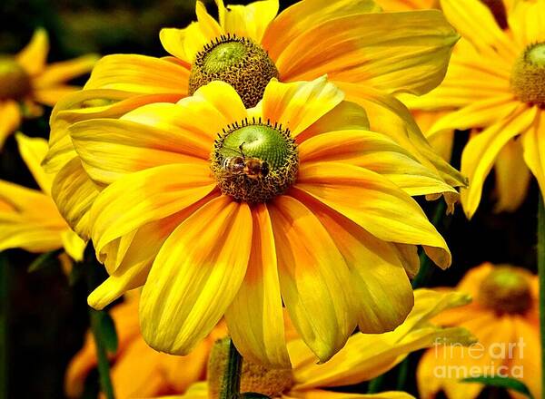 Daisy Bee - Art Print