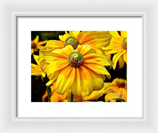 Daisy Bee - Framed Print
