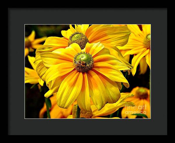 Daisy Bee - Framed Print