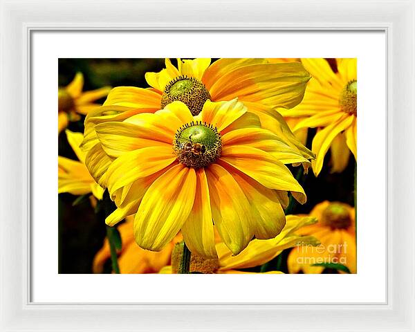 Daisy Bee - Framed Print