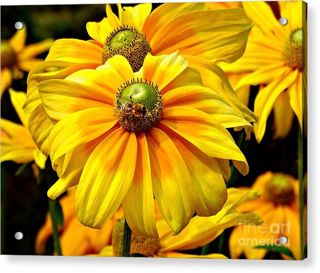 Daisy Bee - Acrylic Print