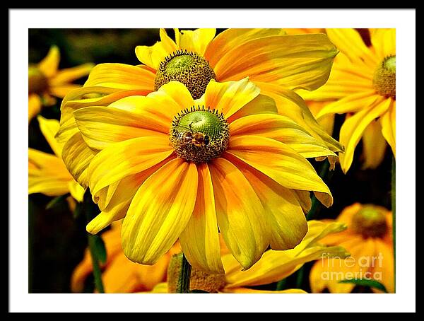 Daisy Bee - Framed Print