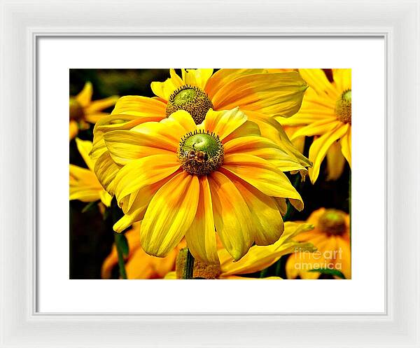 Daisy Bee - Framed Print
