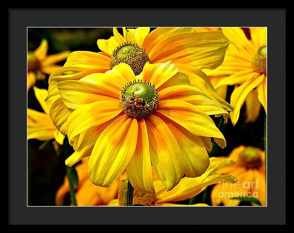 Daisy Bee - Framed Print