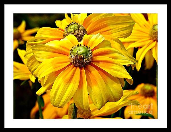 Daisy Bee - Framed Print