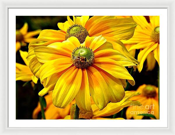 Daisy Bee - Framed Print
