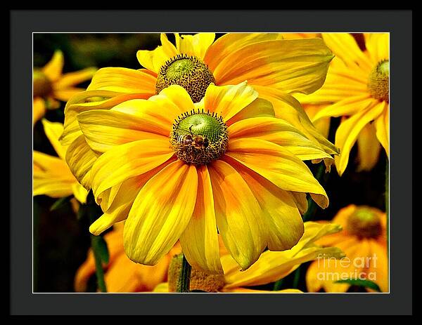 Daisy Bee - Framed Print