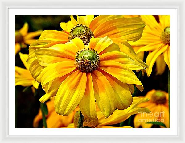 Daisy Bee - Framed Print
