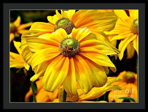 Daisy Bee - Framed Print