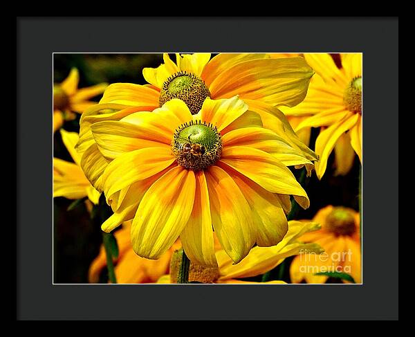 Daisy Bee - Framed Print