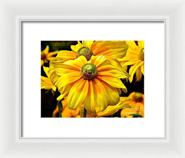 Daisy Bee - Framed Print