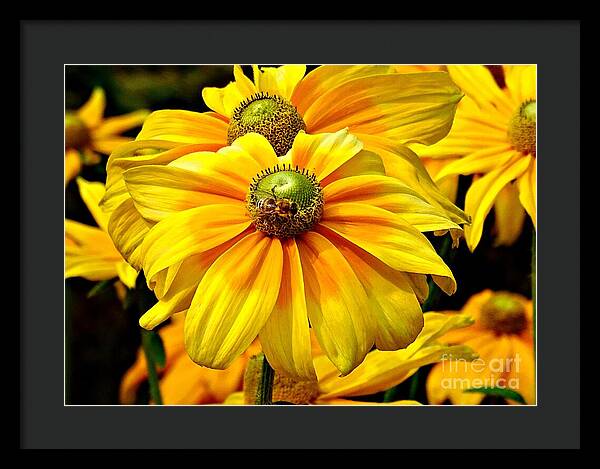 Daisy Bee - Framed Print