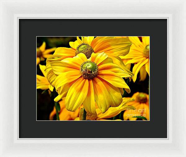 Daisy Bee - Framed Print