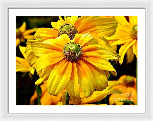 Daisy Bee - Framed Print