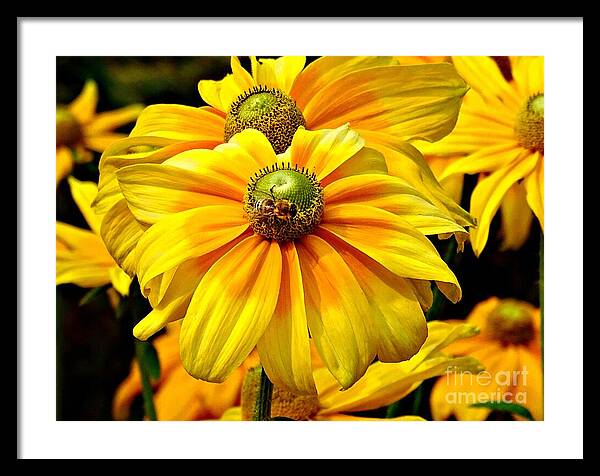 Daisy Bee - Framed Print