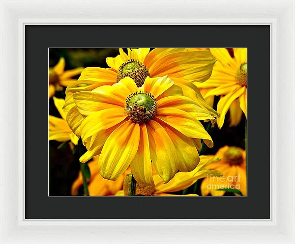 Daisy Bee - Framed Print