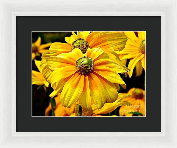 Daisy Bee - Framed Print