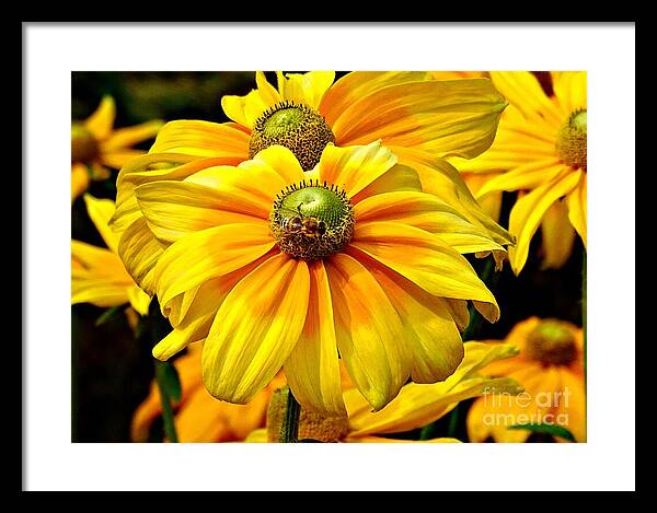Daisy Bee - Framed Print